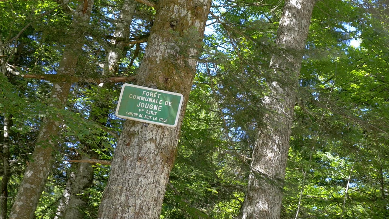 Vente de bois